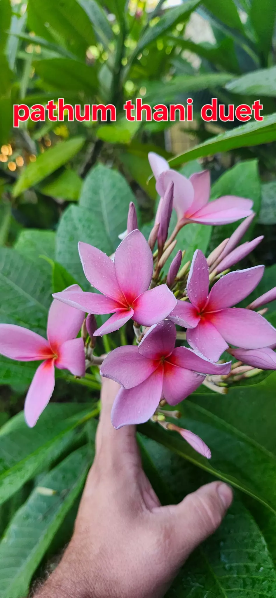 pathum thani duet Plumeria from Harris Plumeria Co. thumbnail