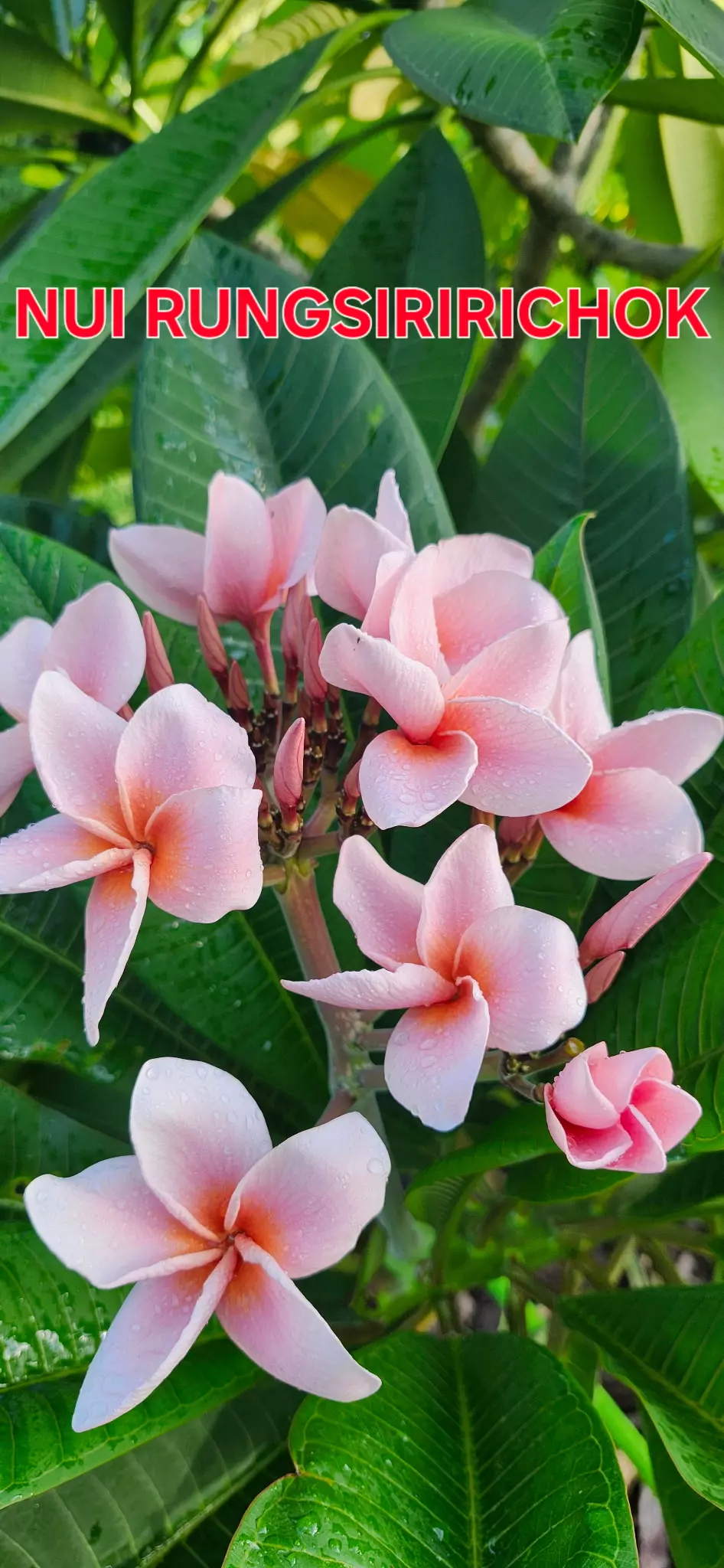 NUI RUNGSRIRICHOK Plumeria from Harris Plumeria Co. thumbnail