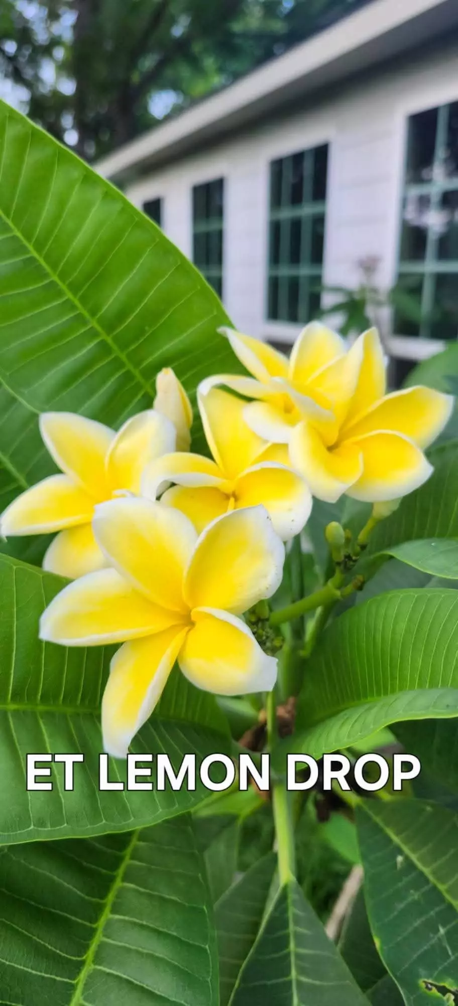 ET Lemon Drop from Harris Plumeria Co. thumbnail