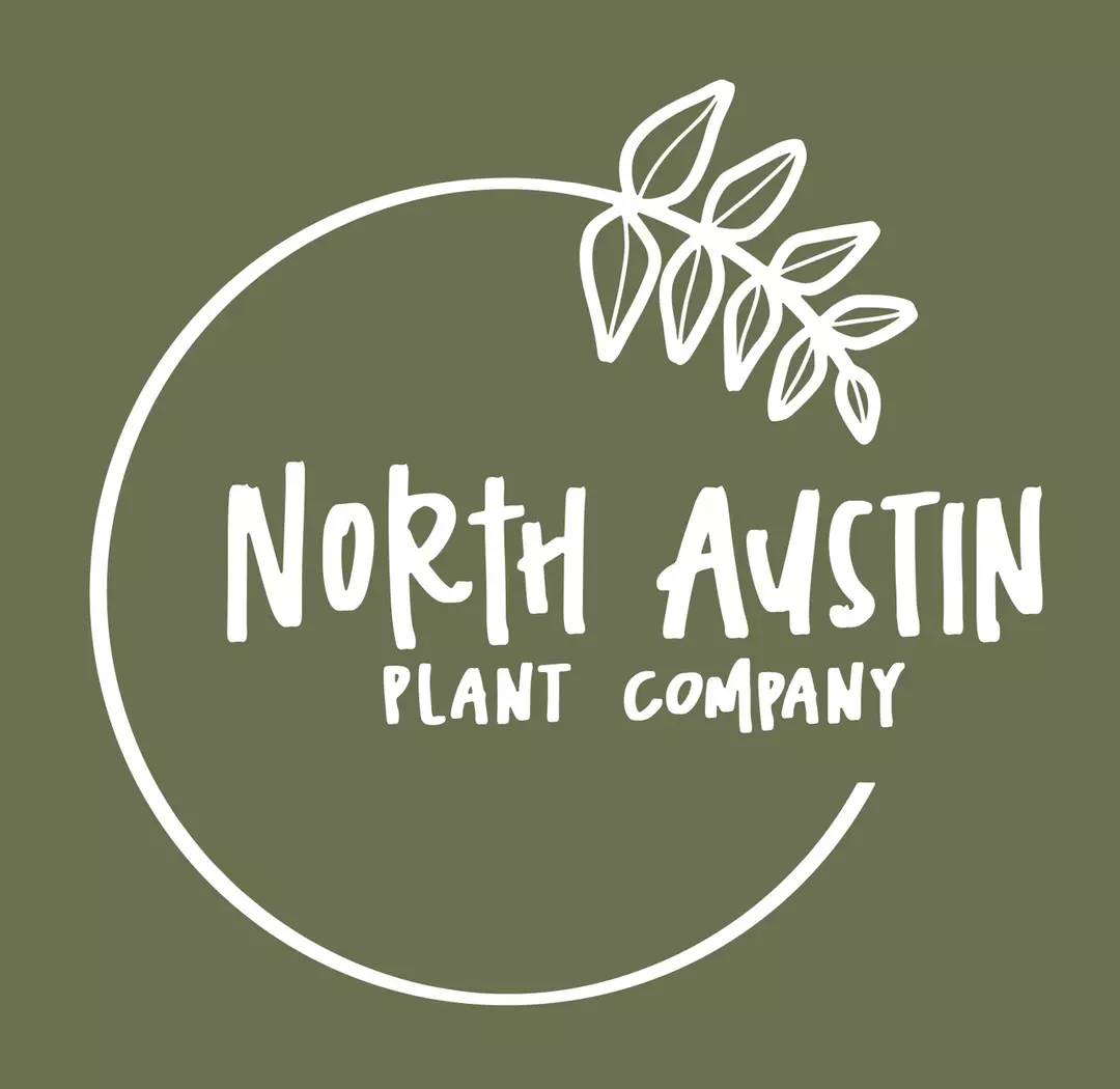 2659 Hoya sp. Bur Senubung NAD004 thumbnail