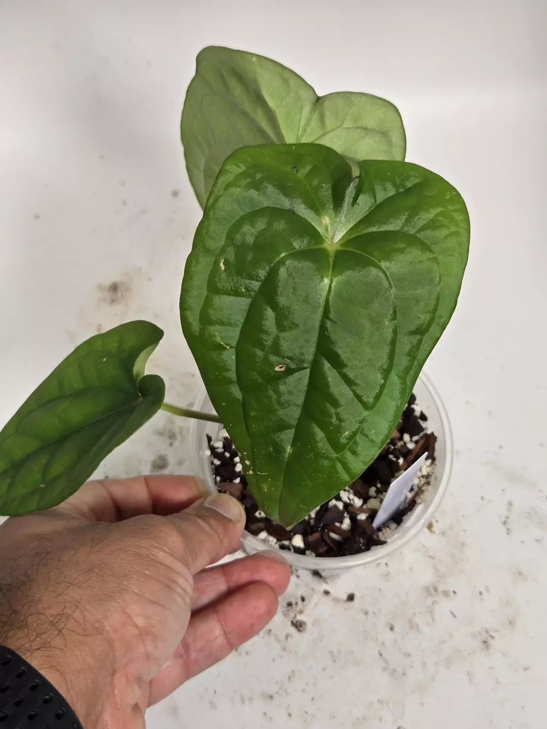 その他観葉植物 anthurium luxurious Anthurium Luxury Jungle — Ecuagenera USA Corp