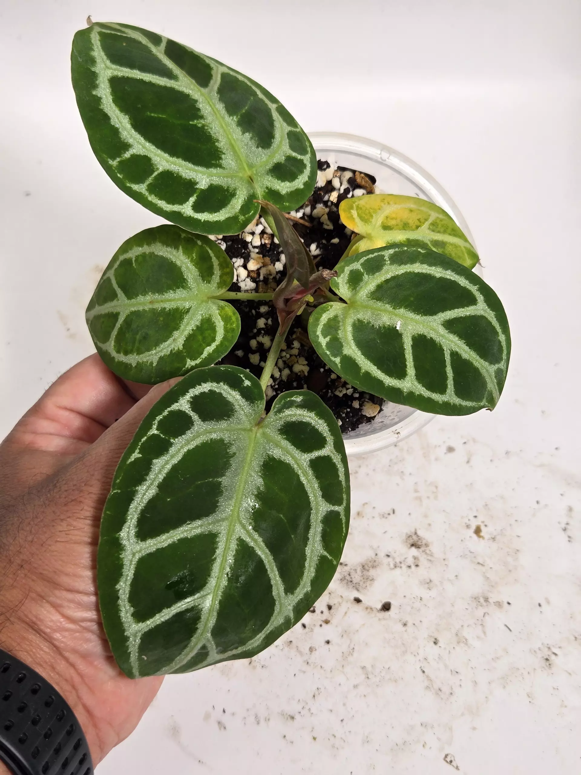 Anthurium Red Tiger ($300) from @leafandloom.NY