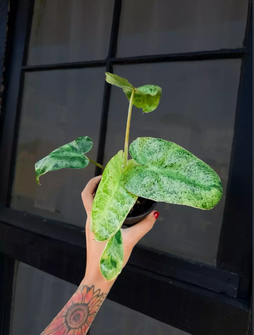 Paraiso Verde Philodendron - 4 Inch thumbnail