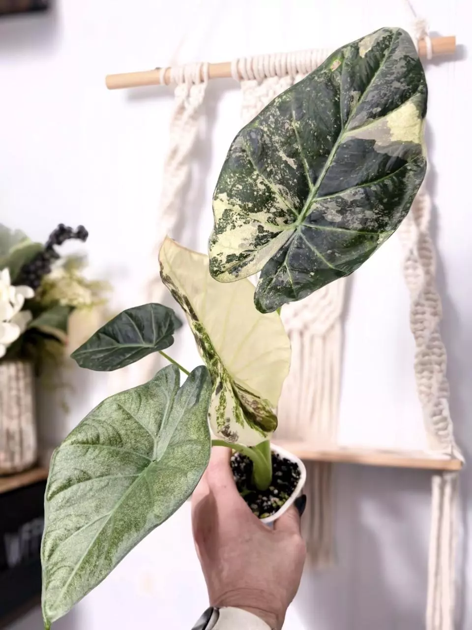 Regal shield albo CORM C thumbnail