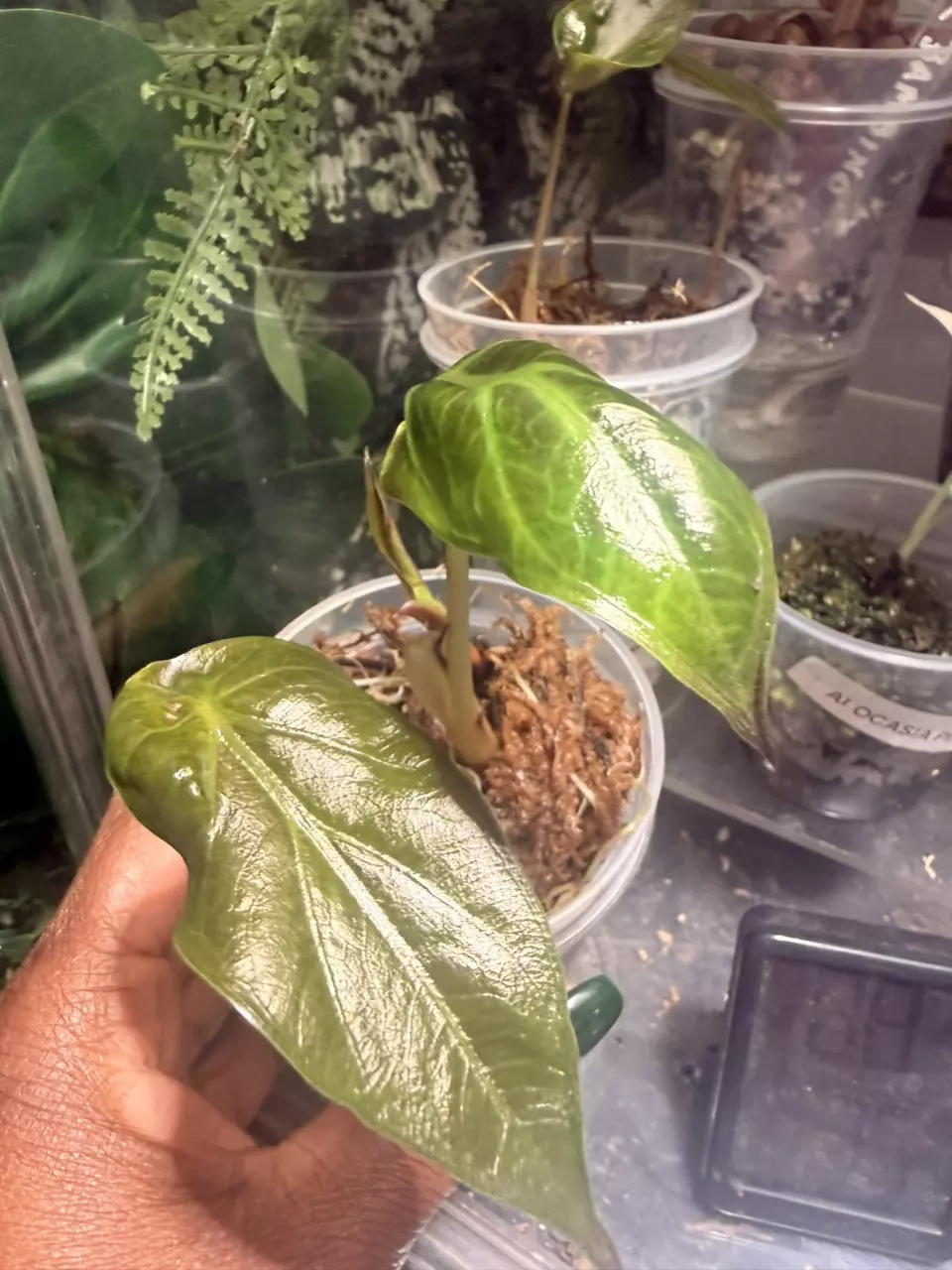 Alocasia Wemtii pups thumbnail