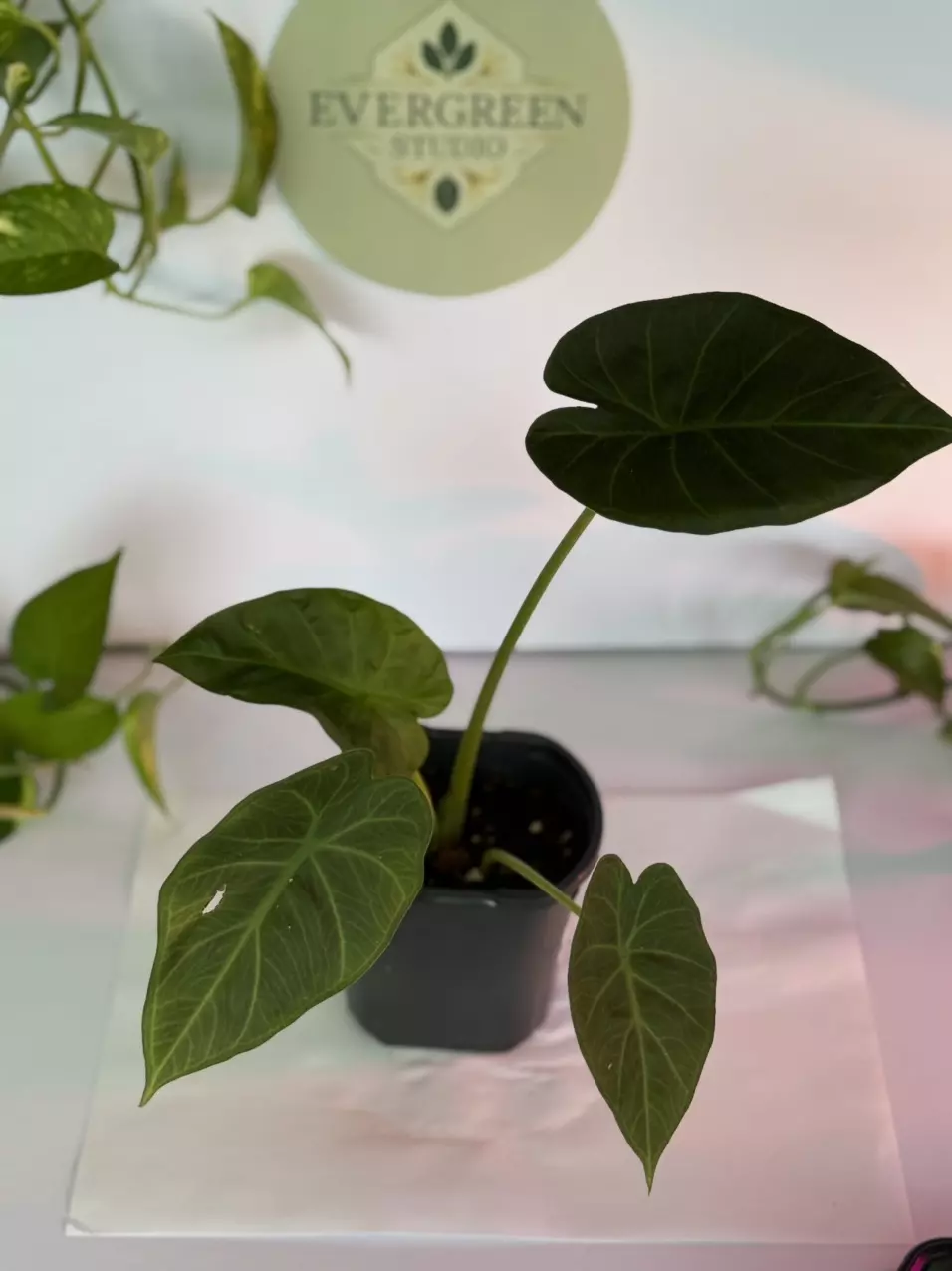 Alocasia “Regal Shield” thumbnail