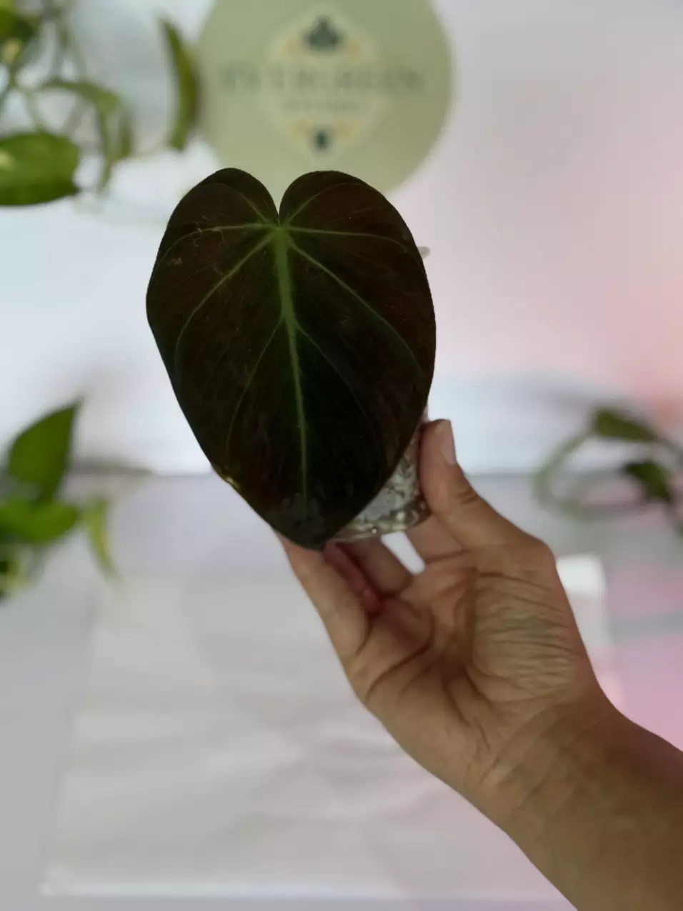 Philodendron Micans thumbnail