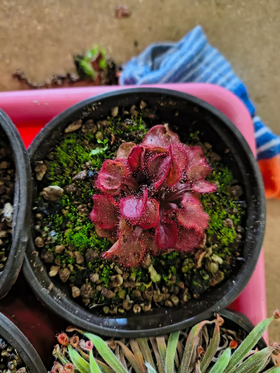 Drosera Falconeri thumbnail