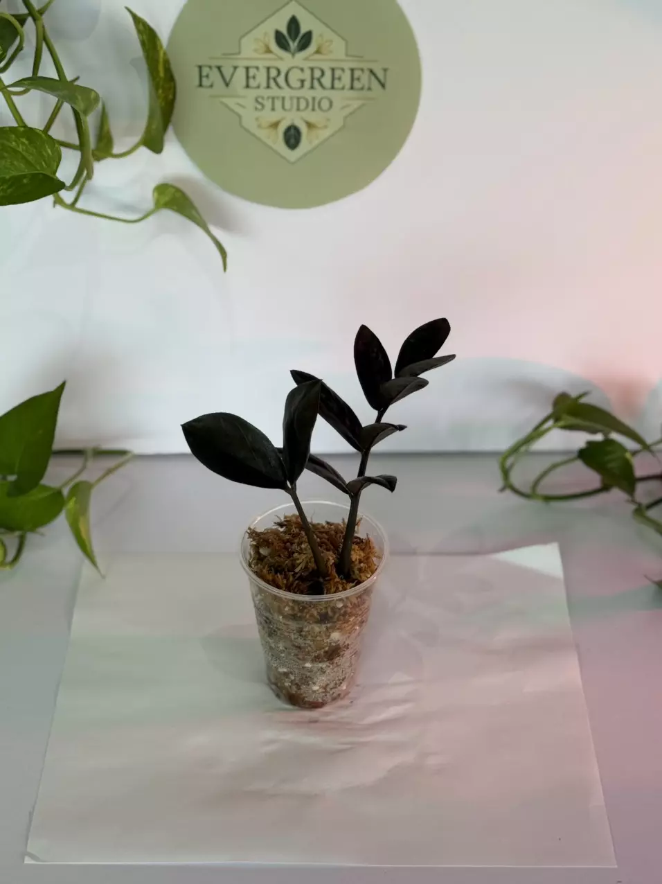 Black Beauty ZZ plant thumbnail
