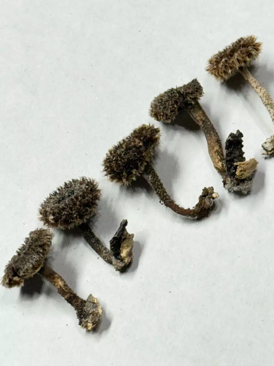 Selected Assorted Preserved Mushrooms – Small, Medium & Large thumbnail