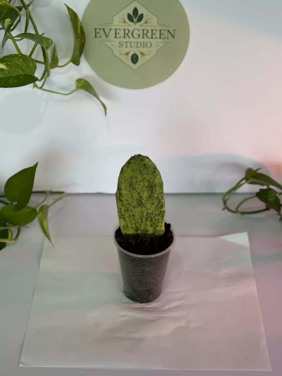 Opuntia “Sunburst” thumbnail