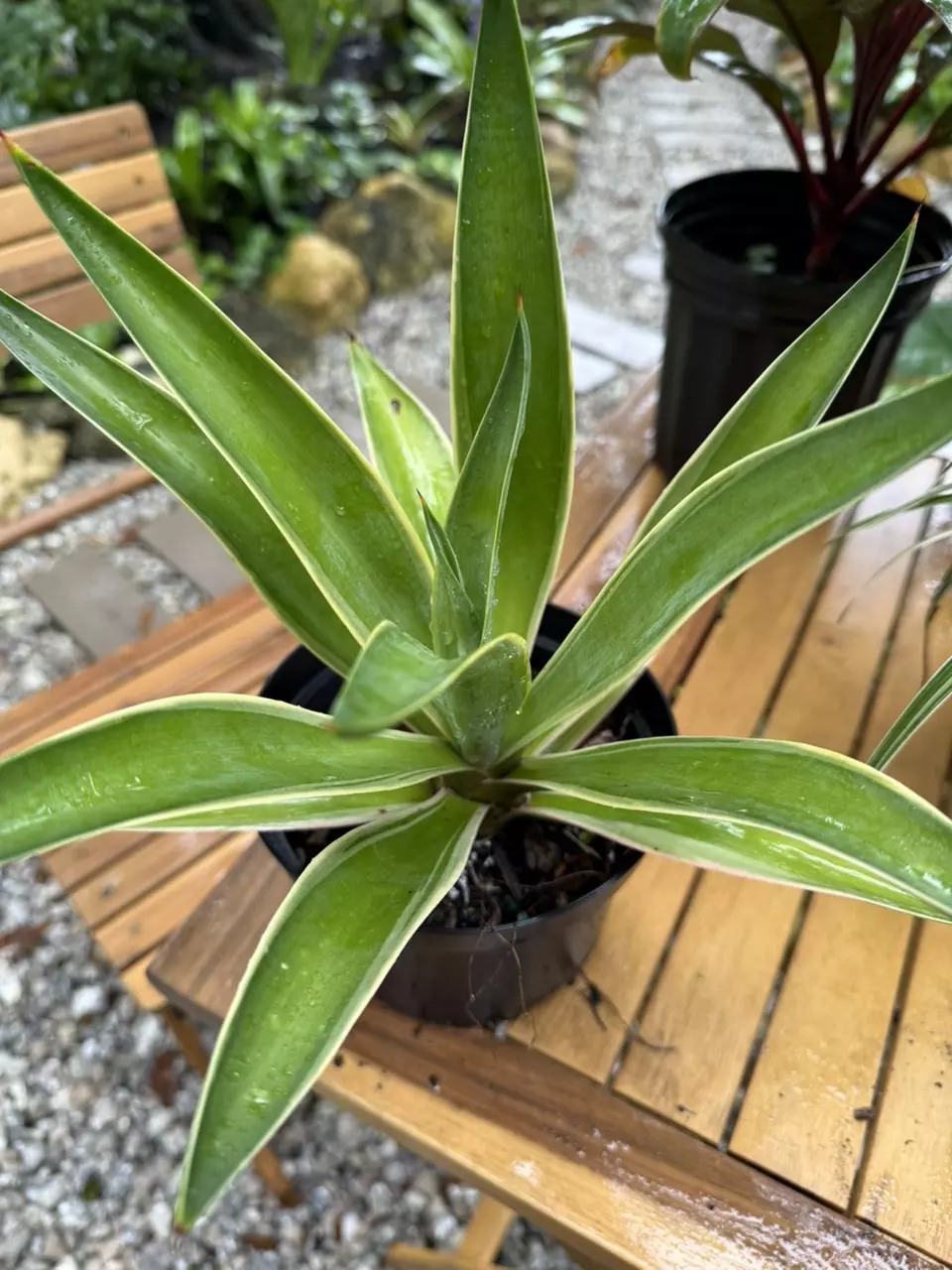 Variegated Agave – Sun-Loving Sculptural Beauty 🌞 thumbnail