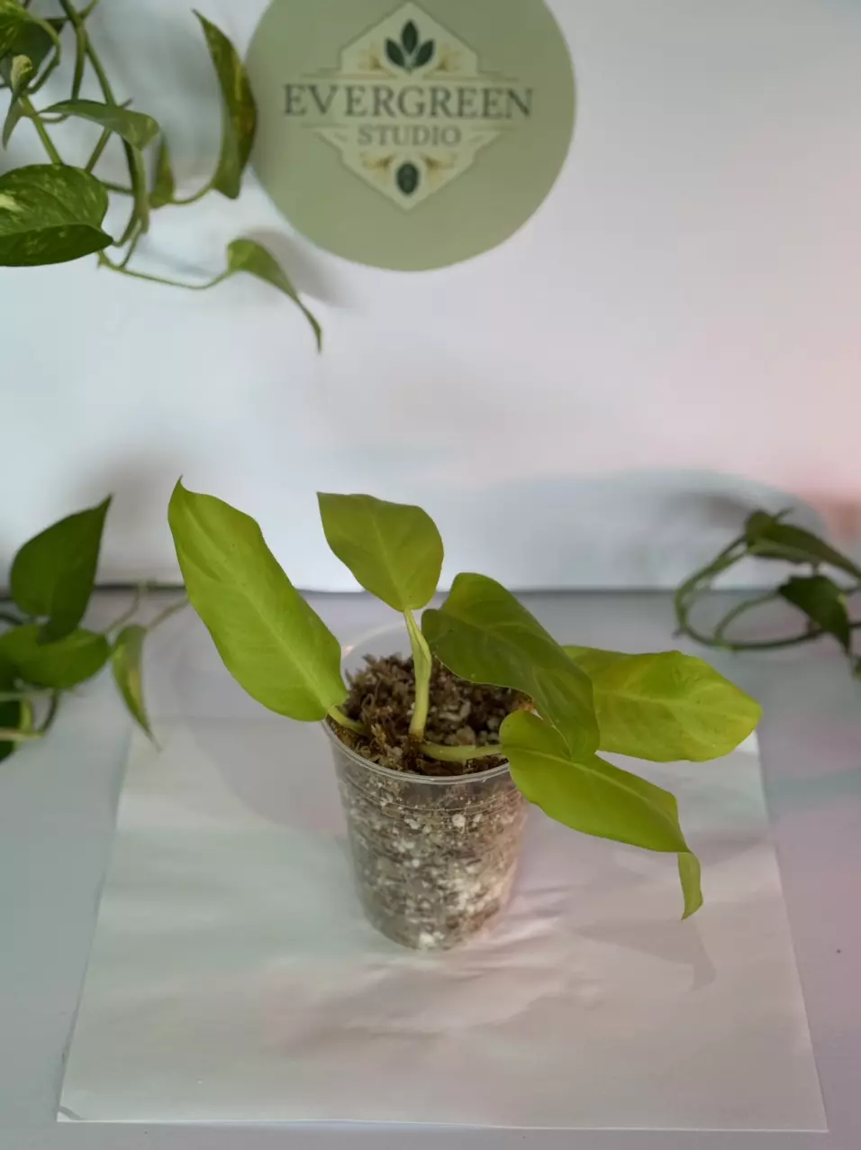 Philodendron Neon thumbnail
