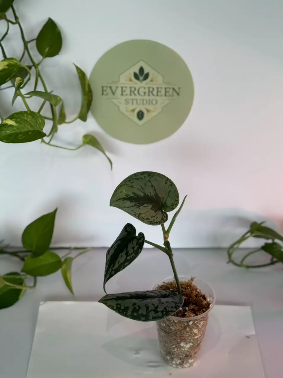 Scindapsus “Exotica” thumbnail