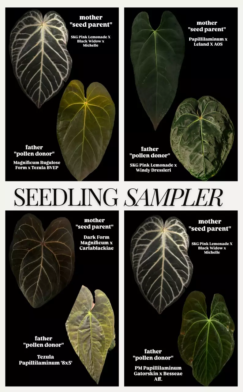 Seedling Sampler thumbnail