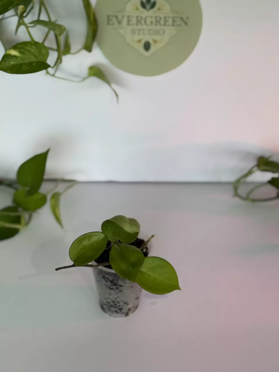 Hoya Tri-color Rev. thumbnail