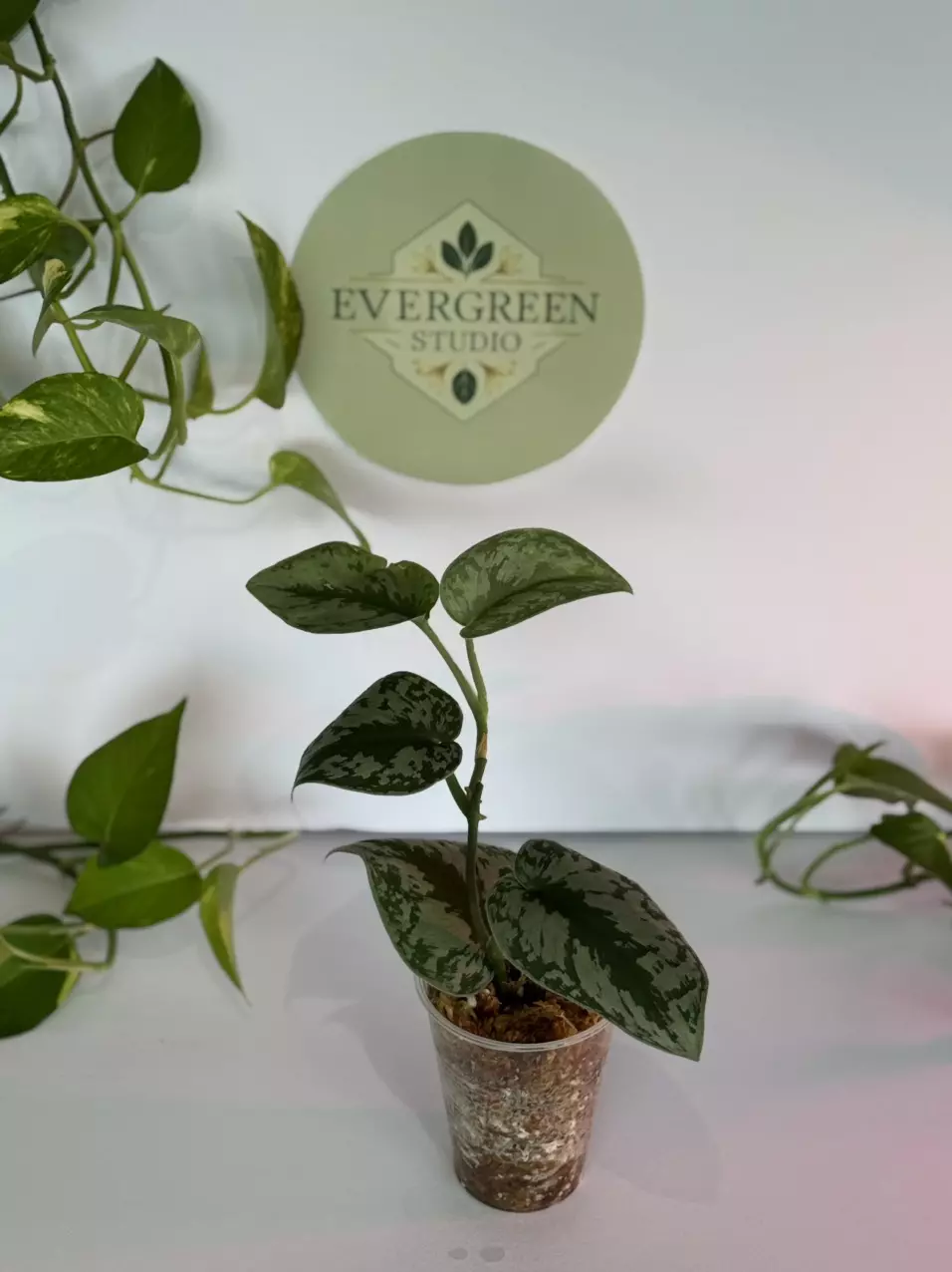 Scindapsus “Exotica” thumbnail
