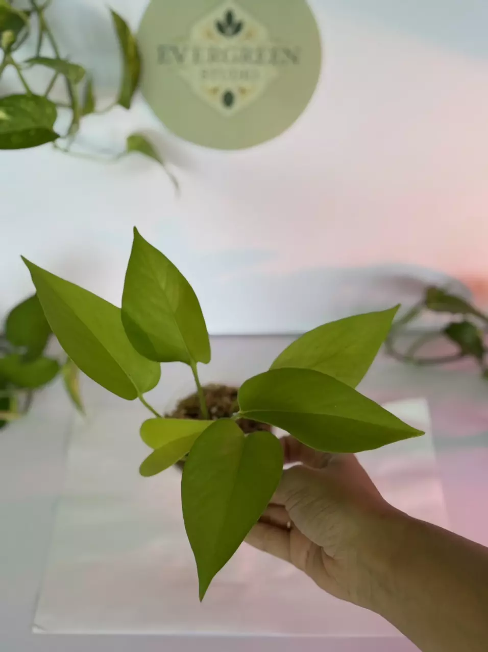 Neon Pathos Cuttings 5pk thumbnail