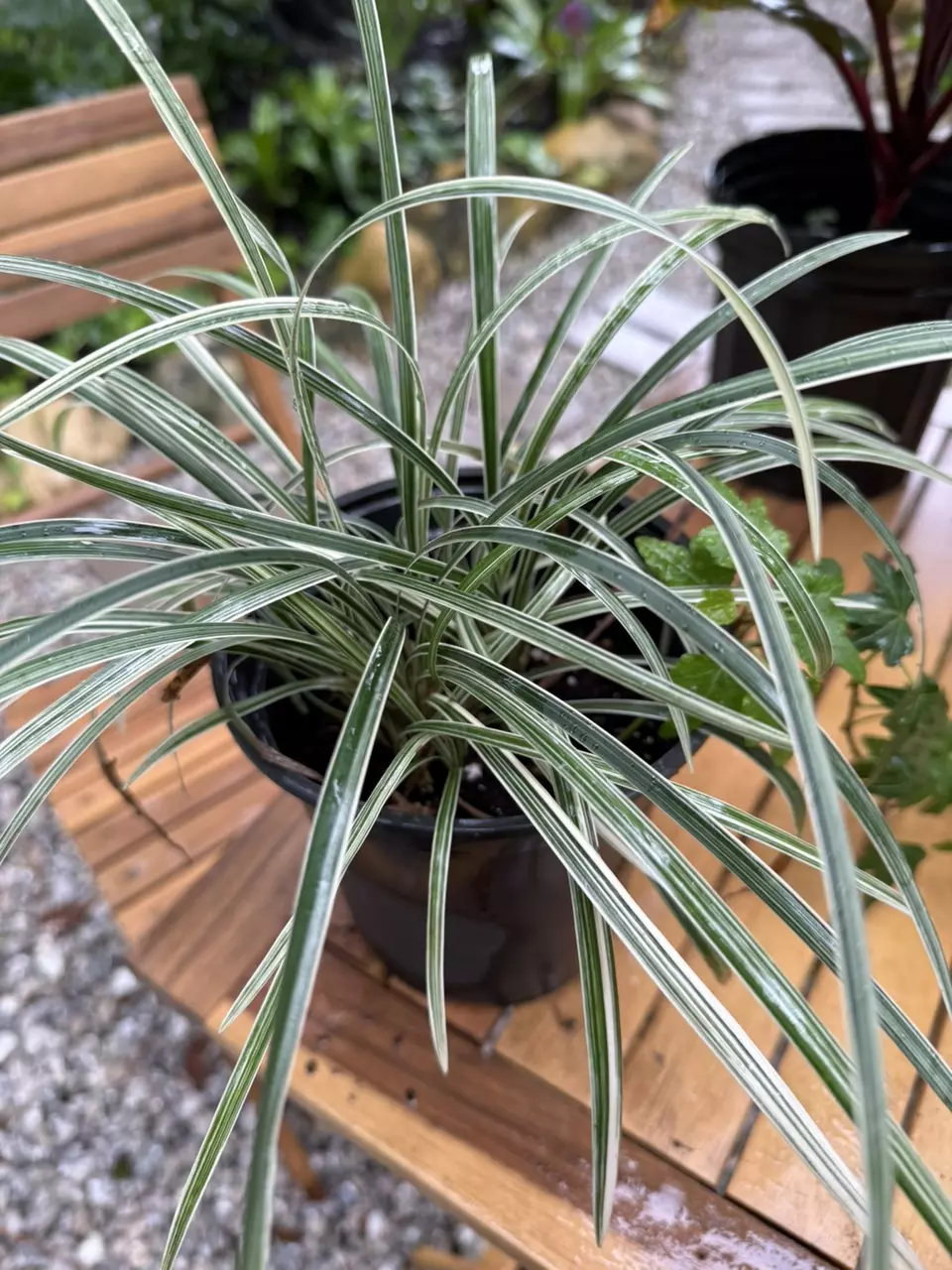 Spider Plant ‘Variegata’ – Air-Purifying Classic 🌿 thumbnail