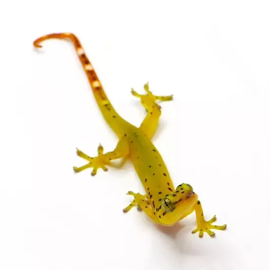 Pseudogekko Smaragdinus Adult Male thumbnail