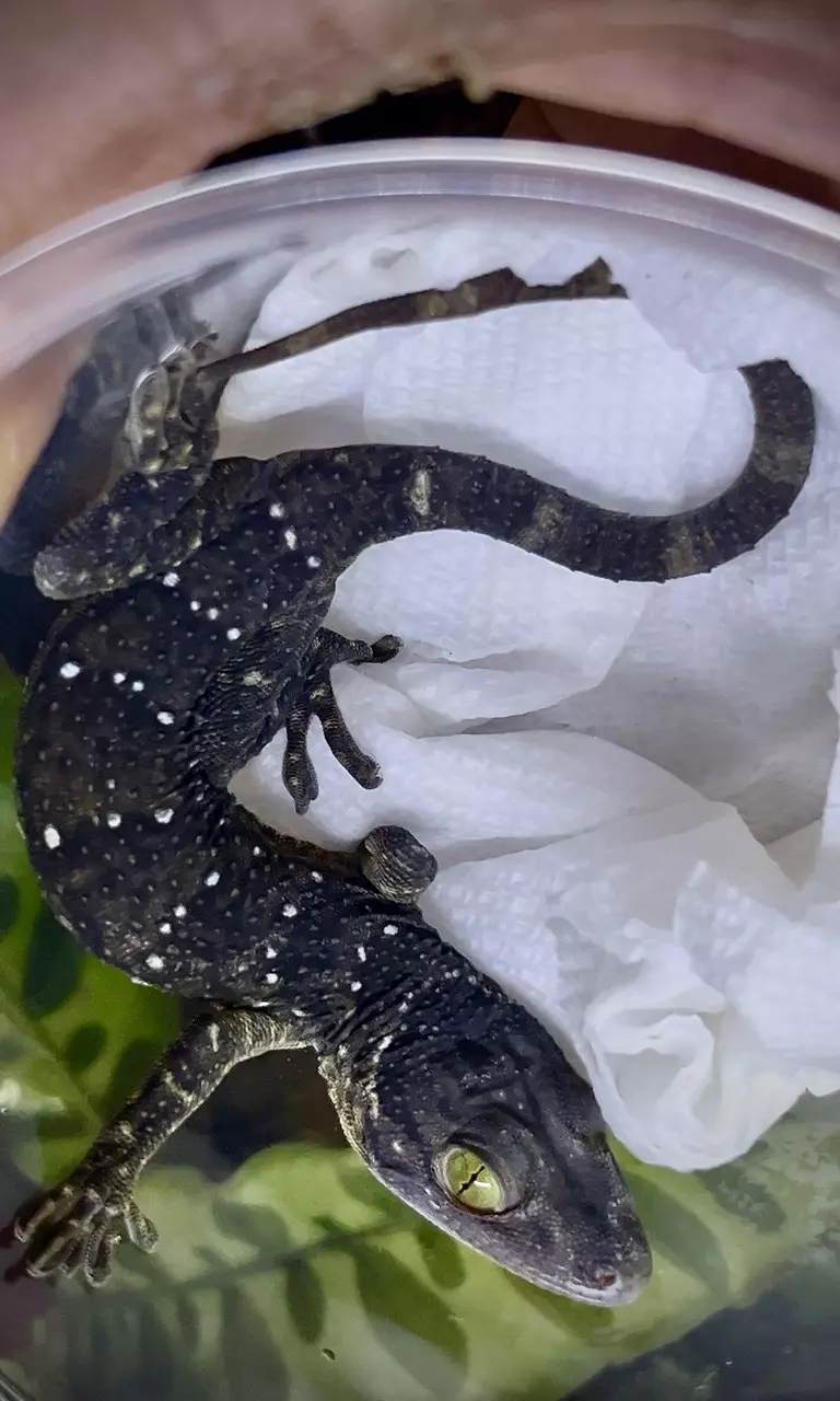 CB Gekko Smithii pair 1.1. thumbnail