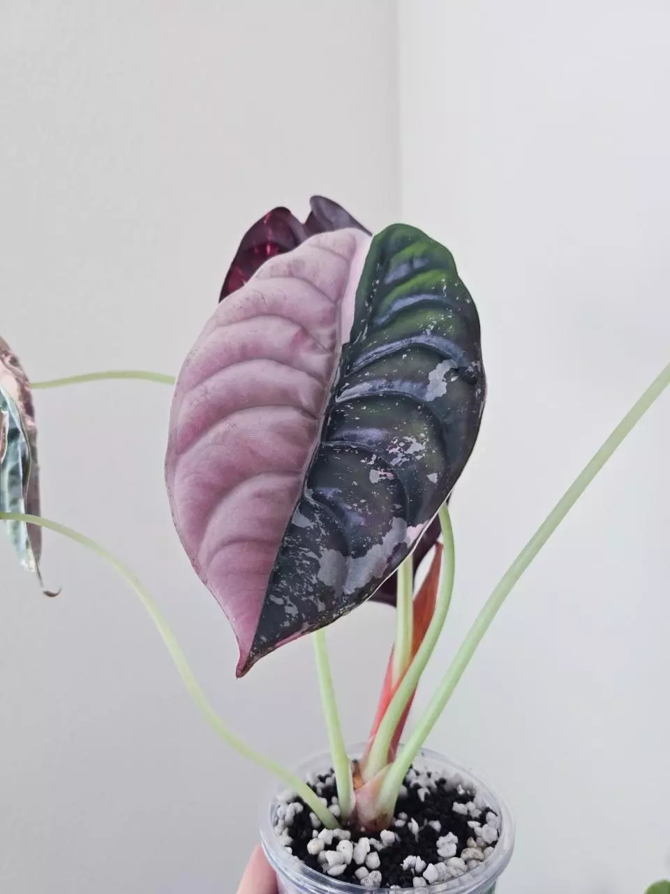 Alocasia Cuprea True Pink CORM thumbnail