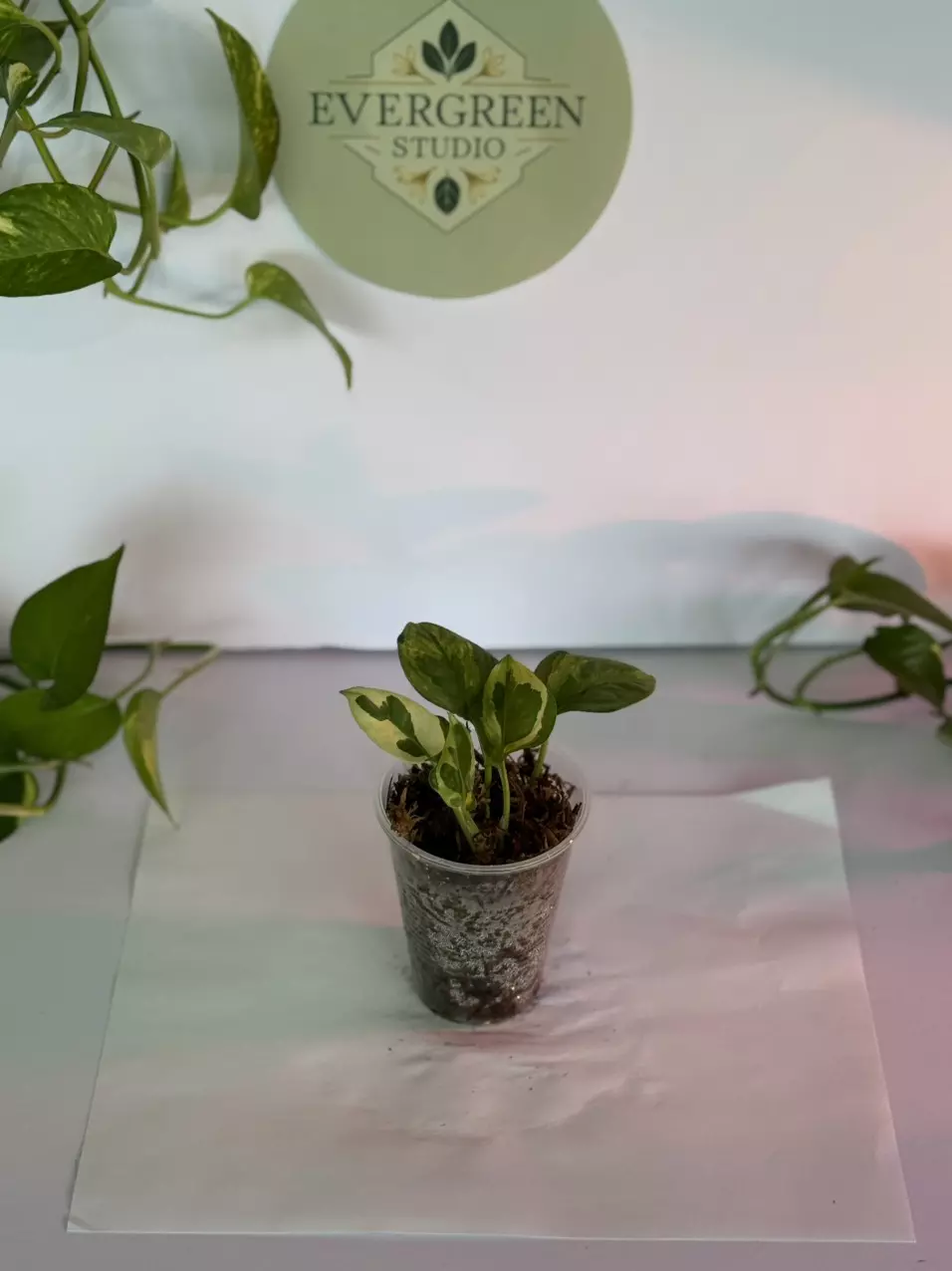 Pothos Cutting Mystery Pack thumbnail