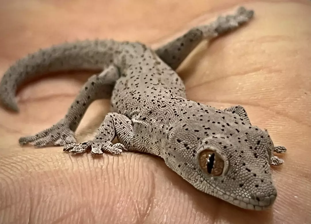 Adult Male Strophurus williamsi thumbnail