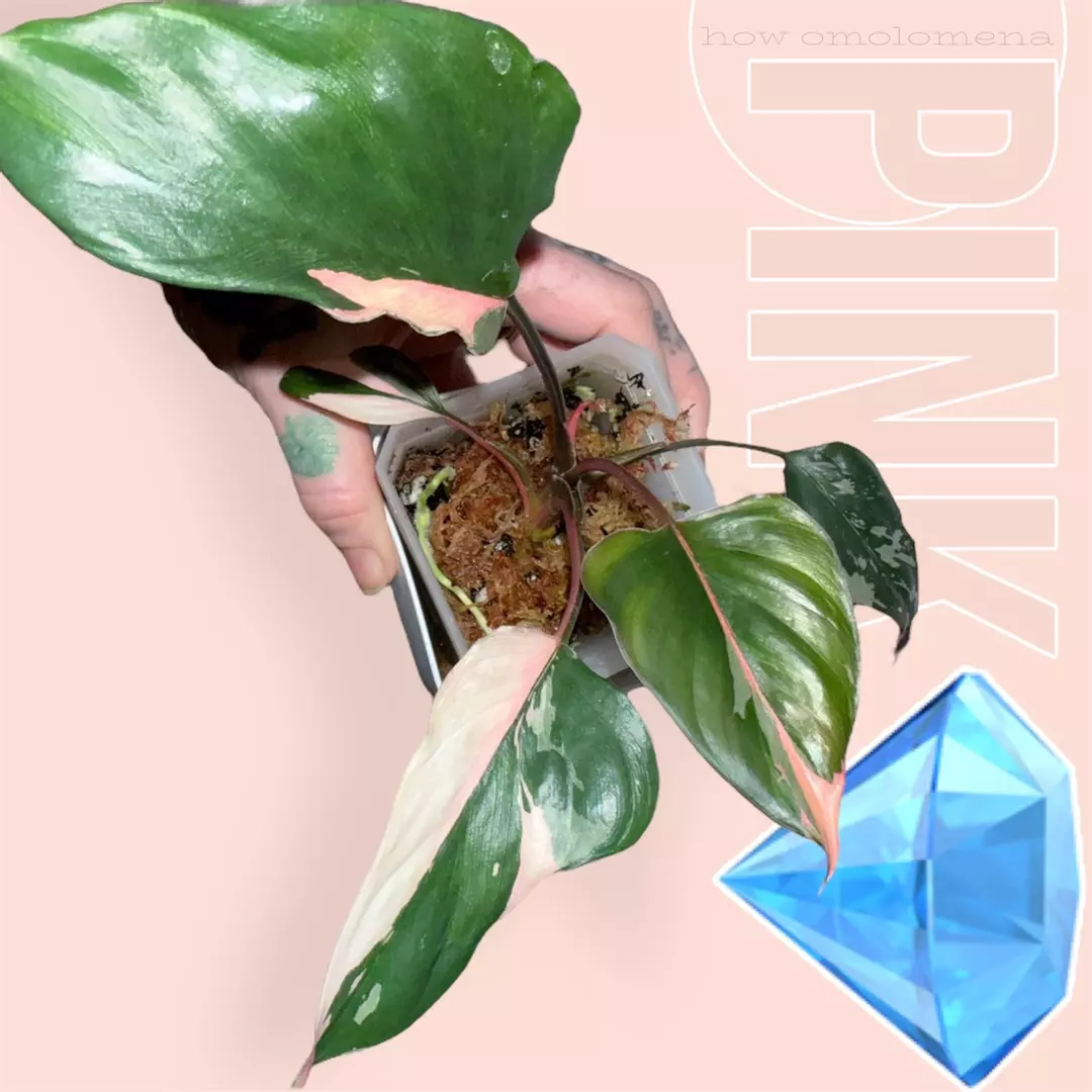 Homolomena pink diamond (pretty pinstripe 🦄) thumbnail