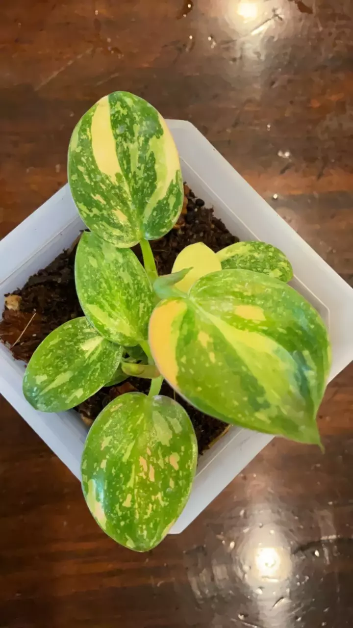 041-Philodendron green congo (2 in 1 pot) thumbnail