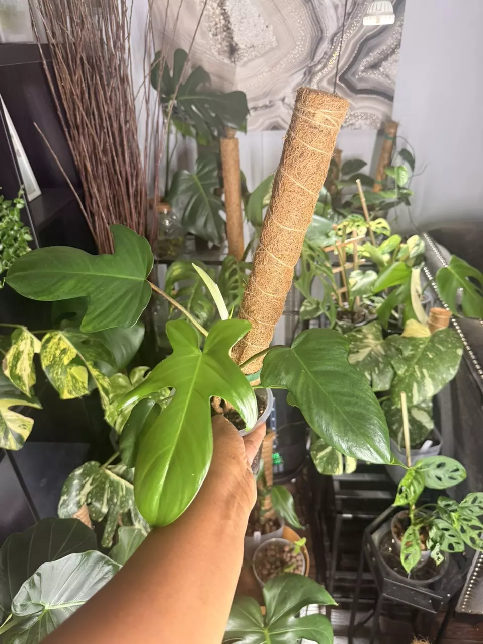 🌱 Philodendron Bipennifolium (a.k.a. “Bippie”) – 6” Pot thumbnail