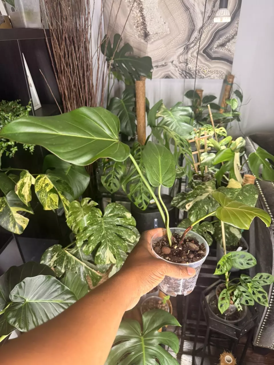 🌿 2️⃣ Philodendron Summer Glory (Small, 4-inch Pot, 3 Leaves) thumbnail