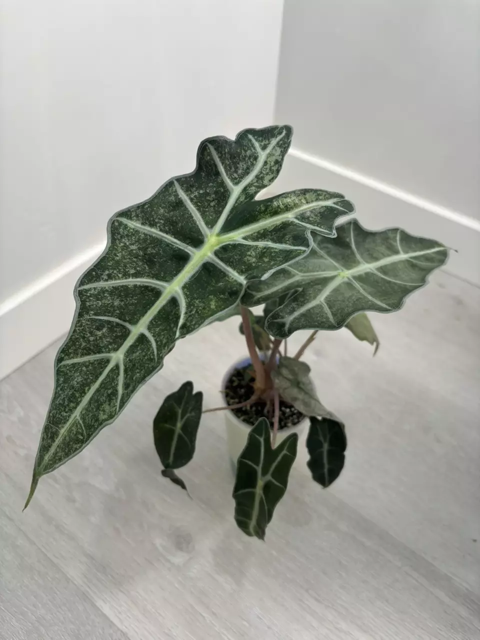 Alocasia Pink Polly Mint Corm thumbnail