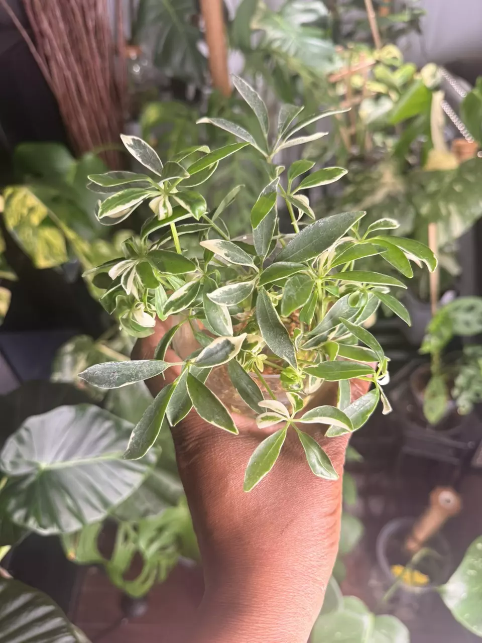 Variegated Umbrella Tree Water Props (Rooted Cuttings) thumbnail
