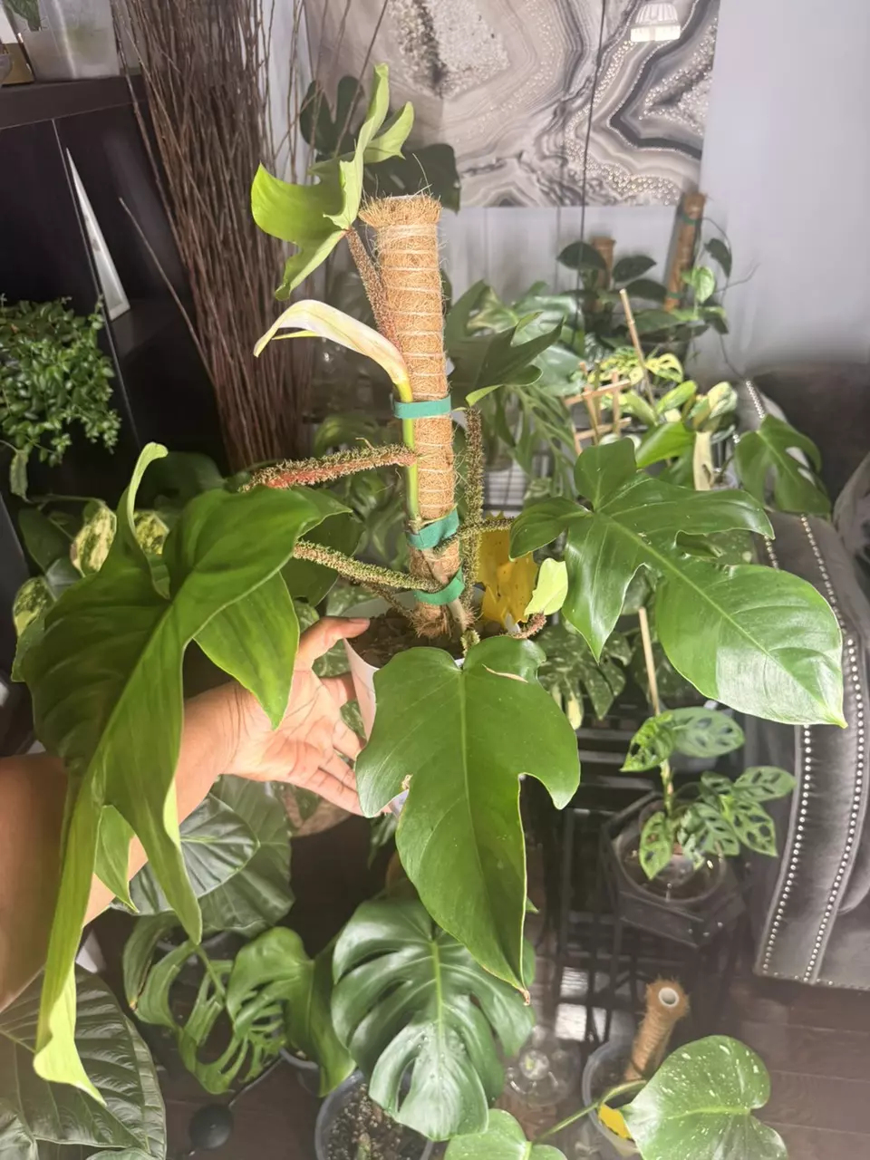 🪴 1️⃣ Philodendron Squamiferum (Large, 6-inch Pot) thumbnail