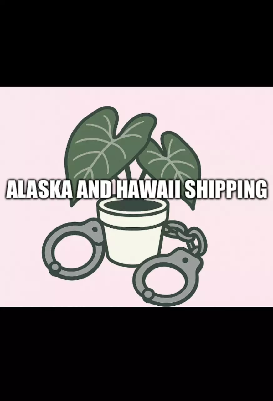 shipping_upgrade/Alaska or Hawaii Shipping-0