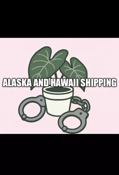 shipping_upgrade/Alaska or Hawaii Shipping-0-thumbnail