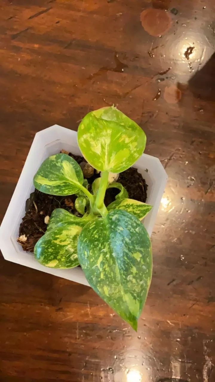 040-Philodendron green congo thumbnail