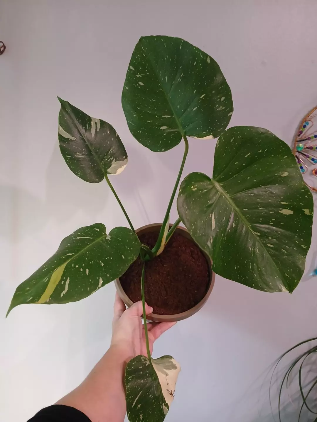 Monstera Thai Constellation thumbnail