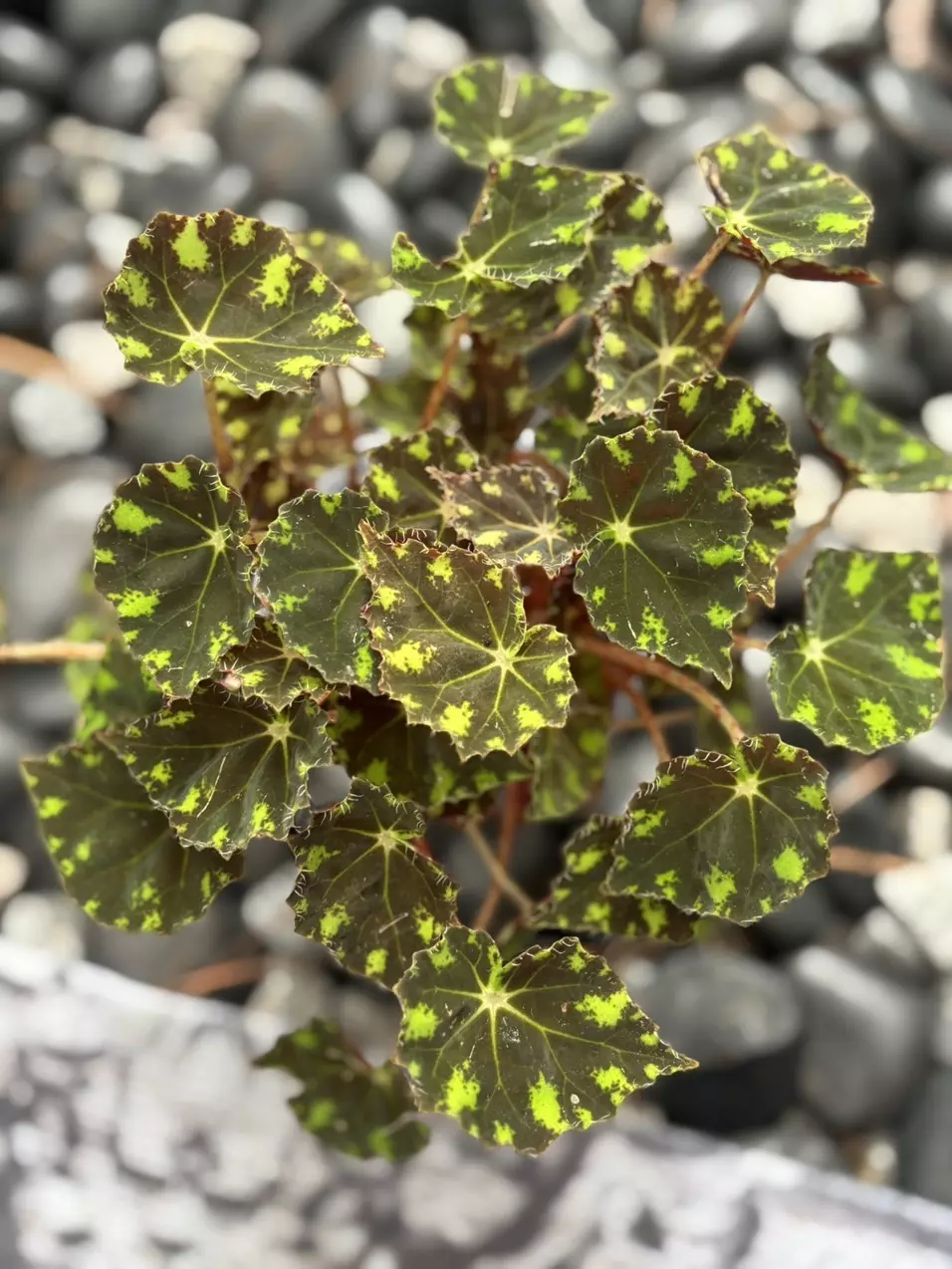 Begonia “Tiger Paw” thumbnail