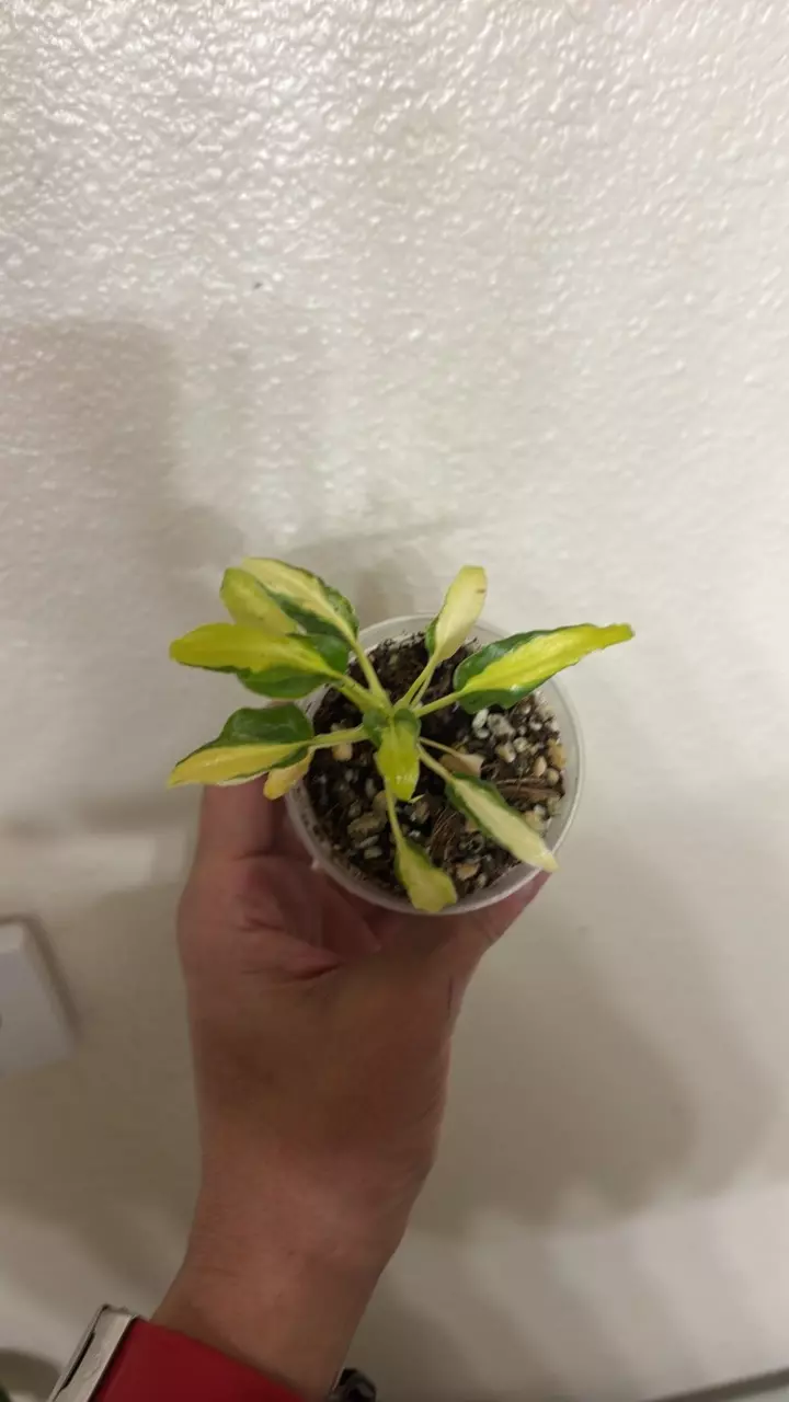 Variegated Golden Xanadu Philodendron thumbnail