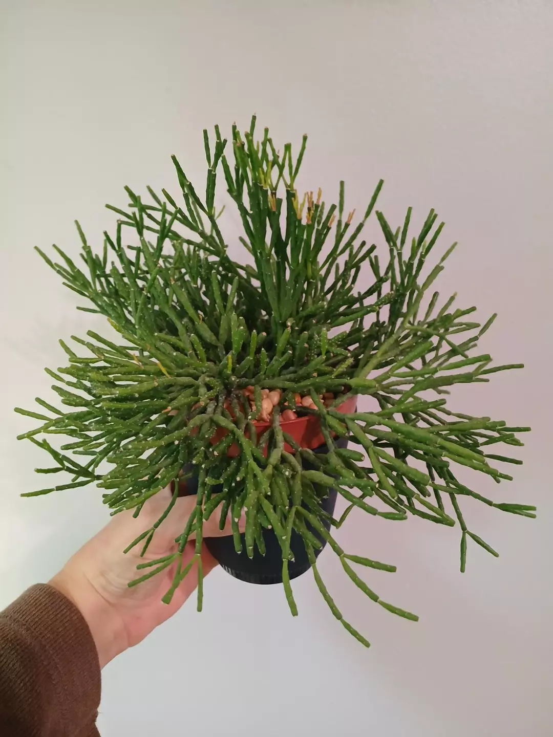 Rhipsalis Salicornioides thumbnail