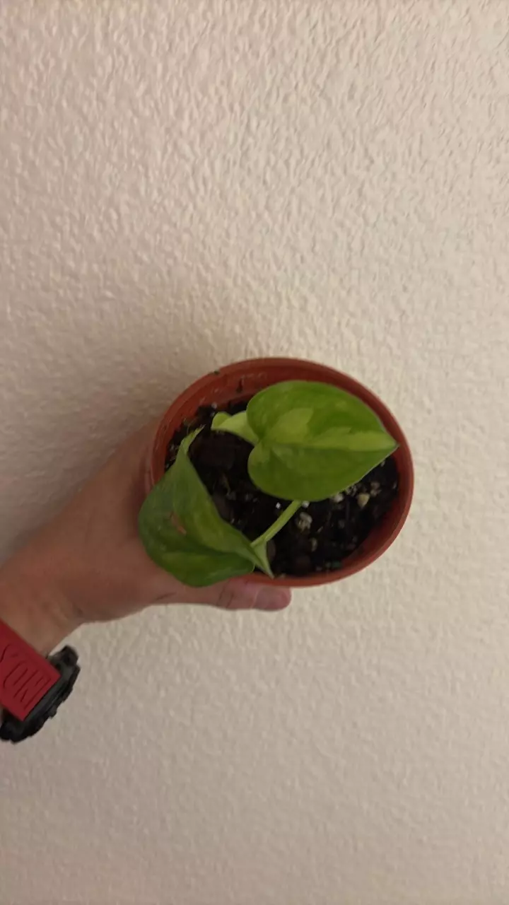 Global Green Pothos thumbnail
