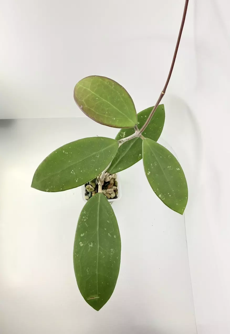 Hoya Hot Lips x Unknown (rooted) thumbnail