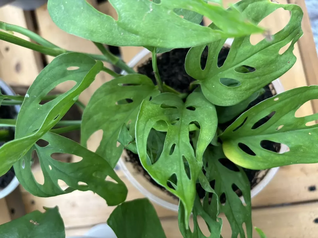 Monstera Swiss Cheese thumbnail