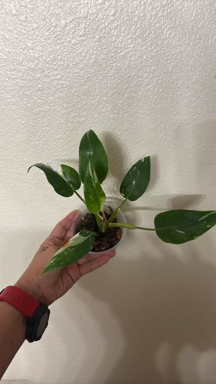 Philodendron White Princess Tricolor thumbnail