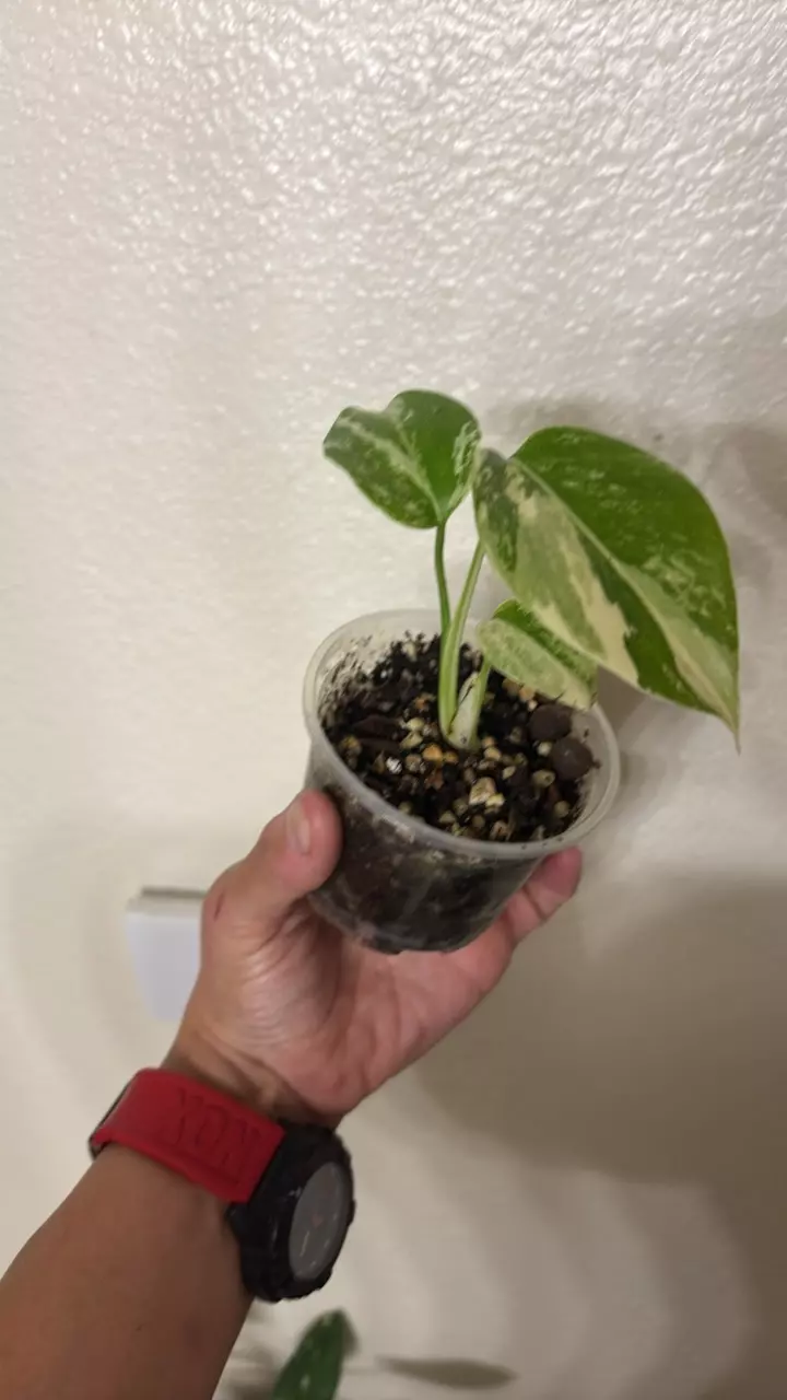 Monstera White Tiger Albo thumbnail