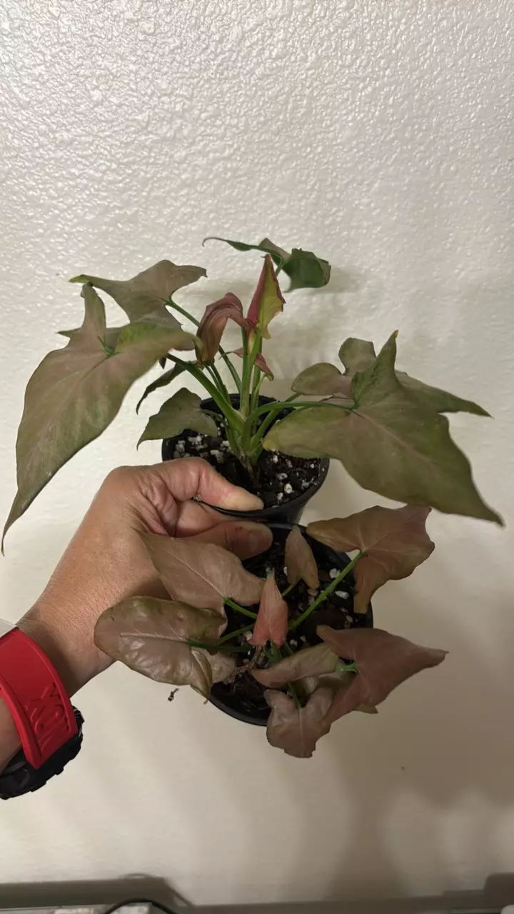 Syngonium Pink Perfection thumbnail