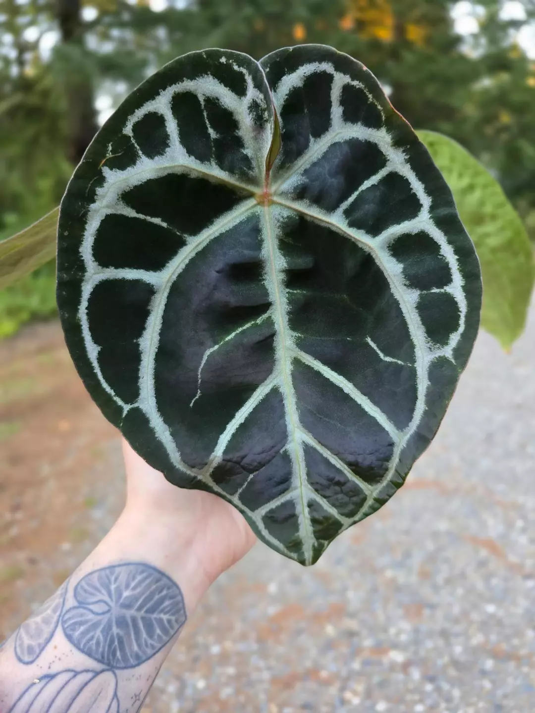 Anthurium Pink Lemonade s1 (Directly from SKG Gardens) thumbnail