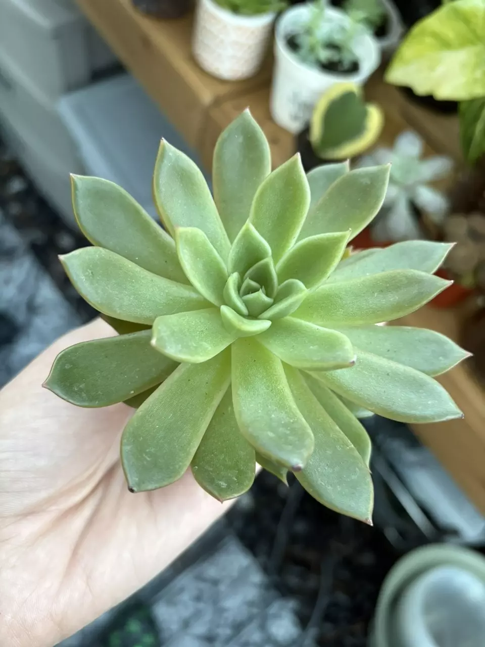 Echeveria thumbnail